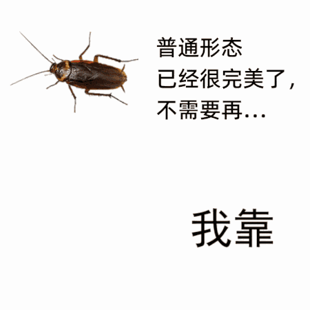 meme cockroaches_fly